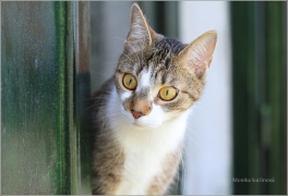 <p>Mia</p>